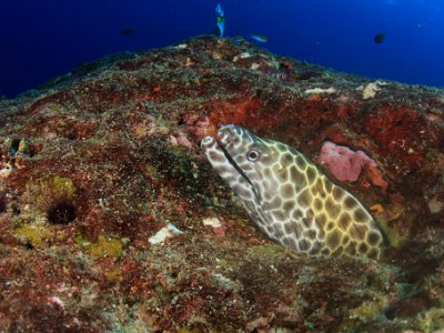 7 Dec Richelieu Tachai